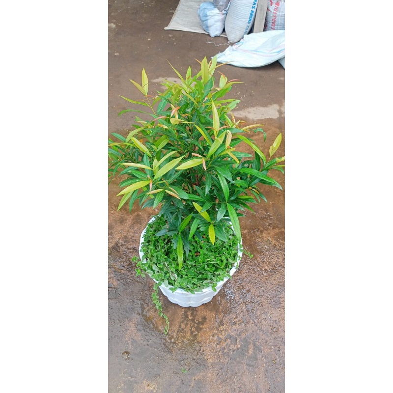 Pucuk merah dalam pot 40-50 cm