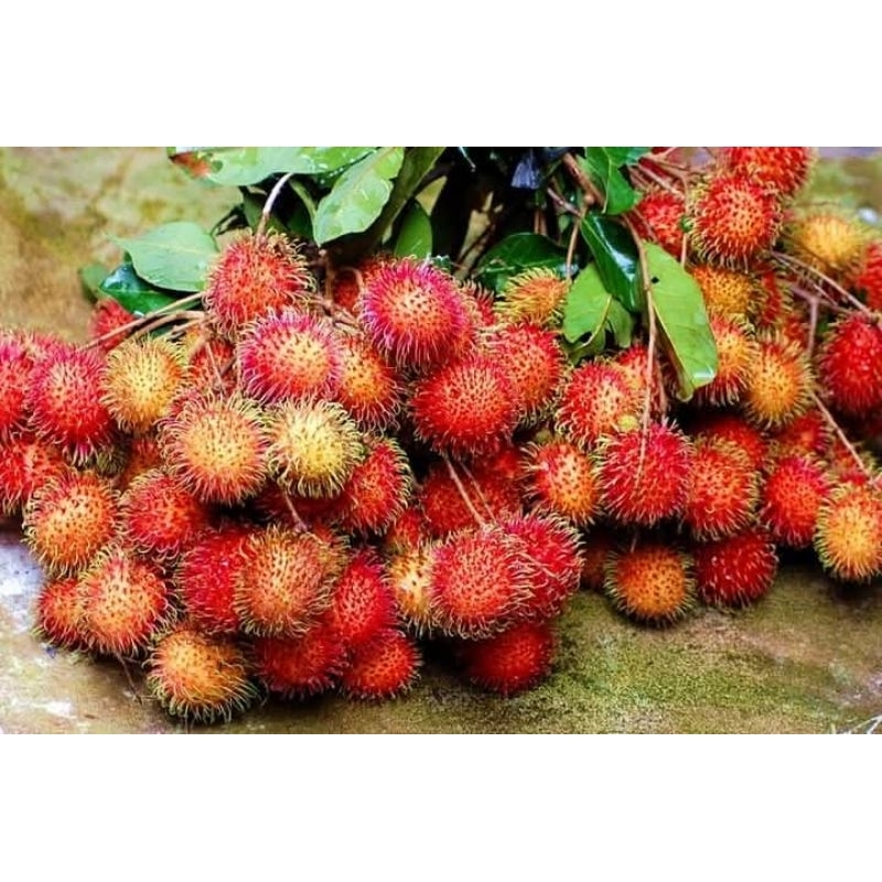 

BUAH RAMBUTAN BINJAI MANIS SEGAR 1KG