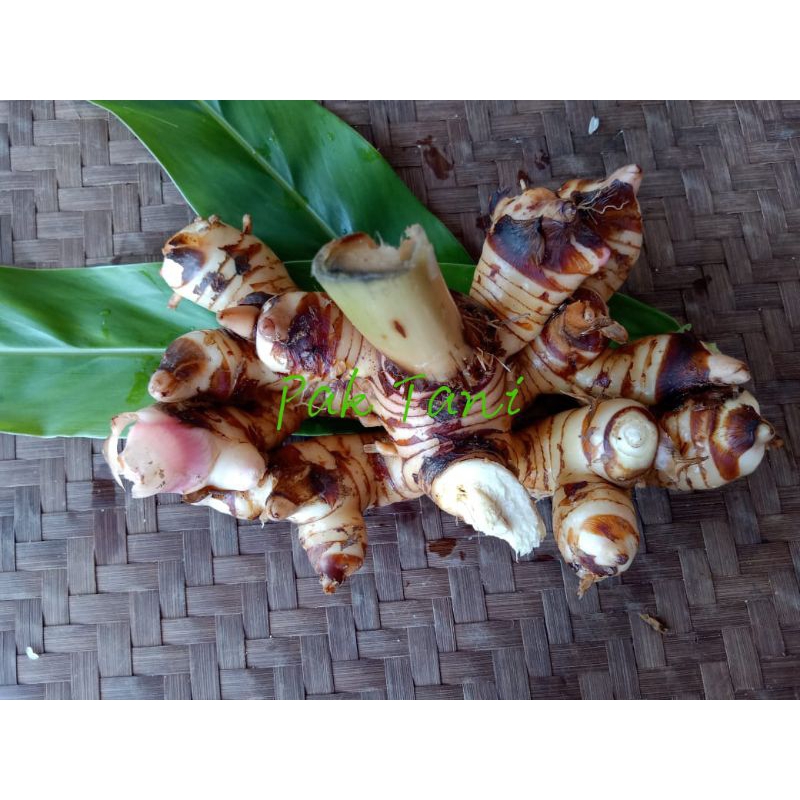 

Lengkuas Fresh _ Laos Segar_ Berat 500 gr