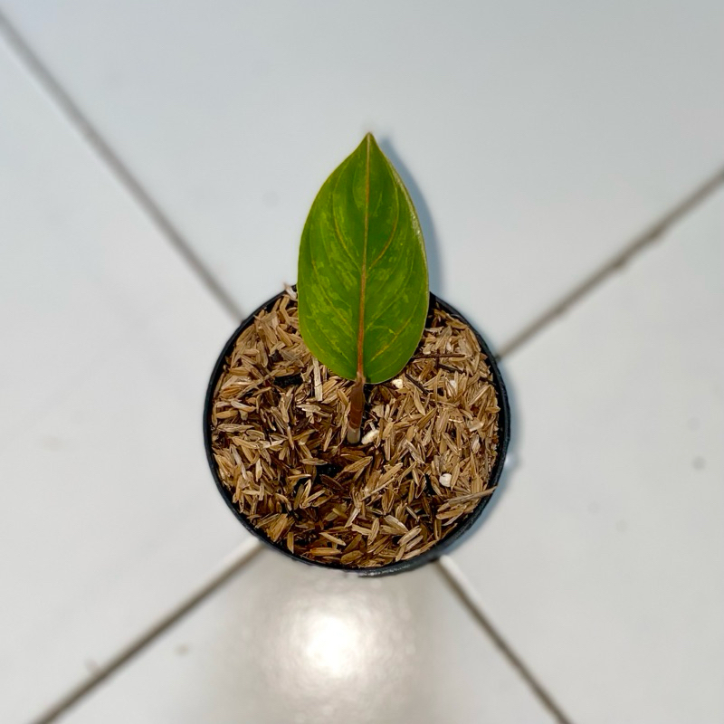 Aglaonema kresna Golden baby