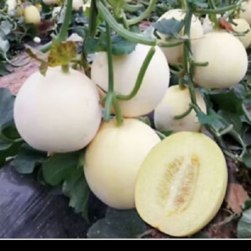 biji benih melon putih honeydew 4650