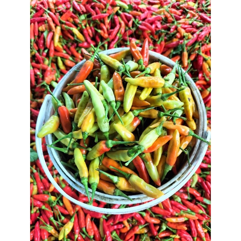 

CABE RAWIT MERAH SEGAR GRADE A