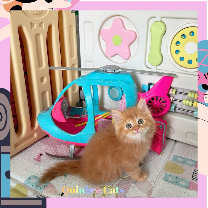 Kucing Persia Flatnose Jantan Red Tabby / Oren