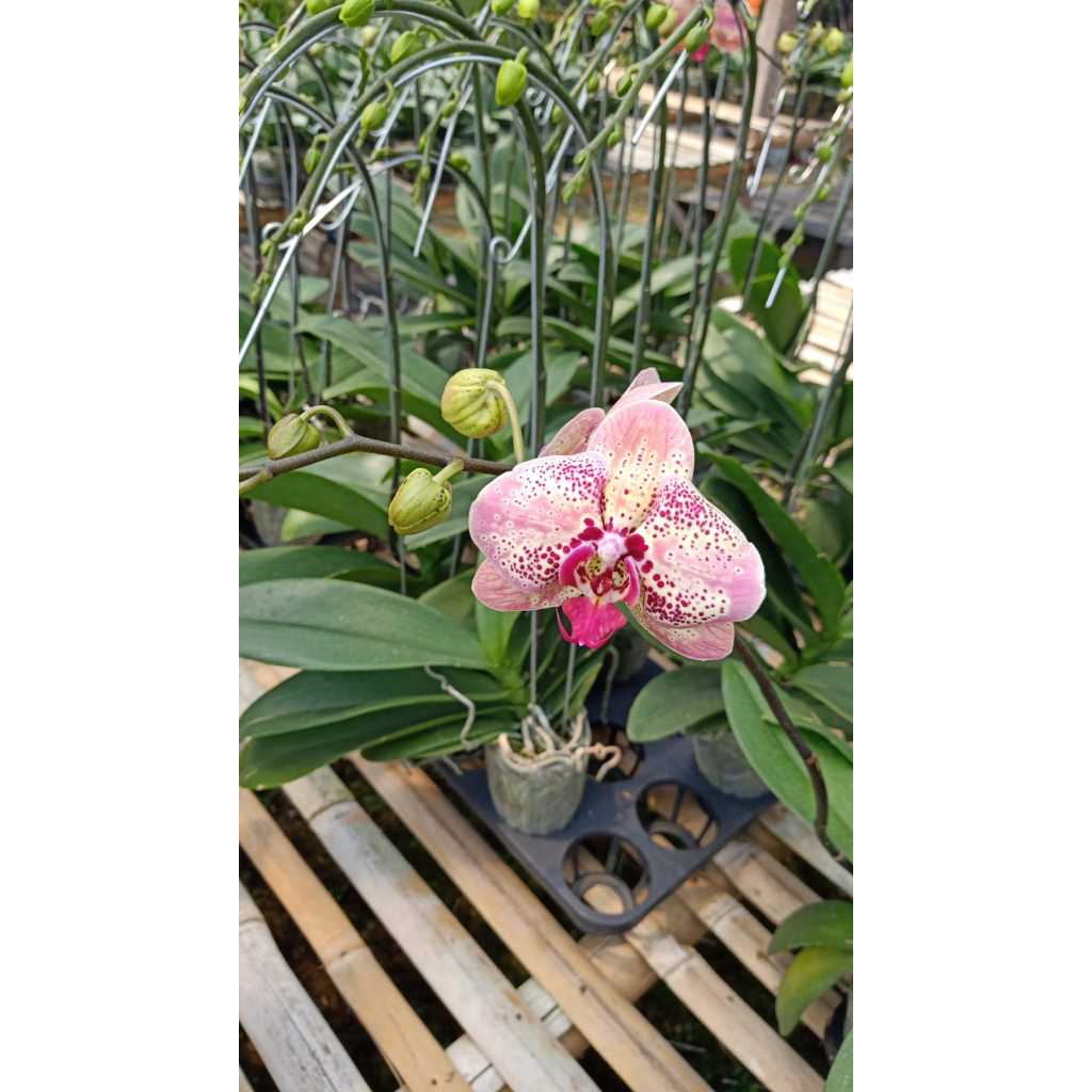 Tanaman Bunga anggrek - Tanaman Hias Anggrek dalam pot