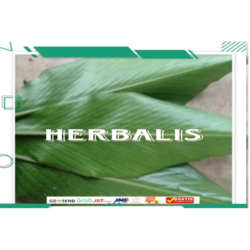 

Promo daun kapulaga segar 500gr murah