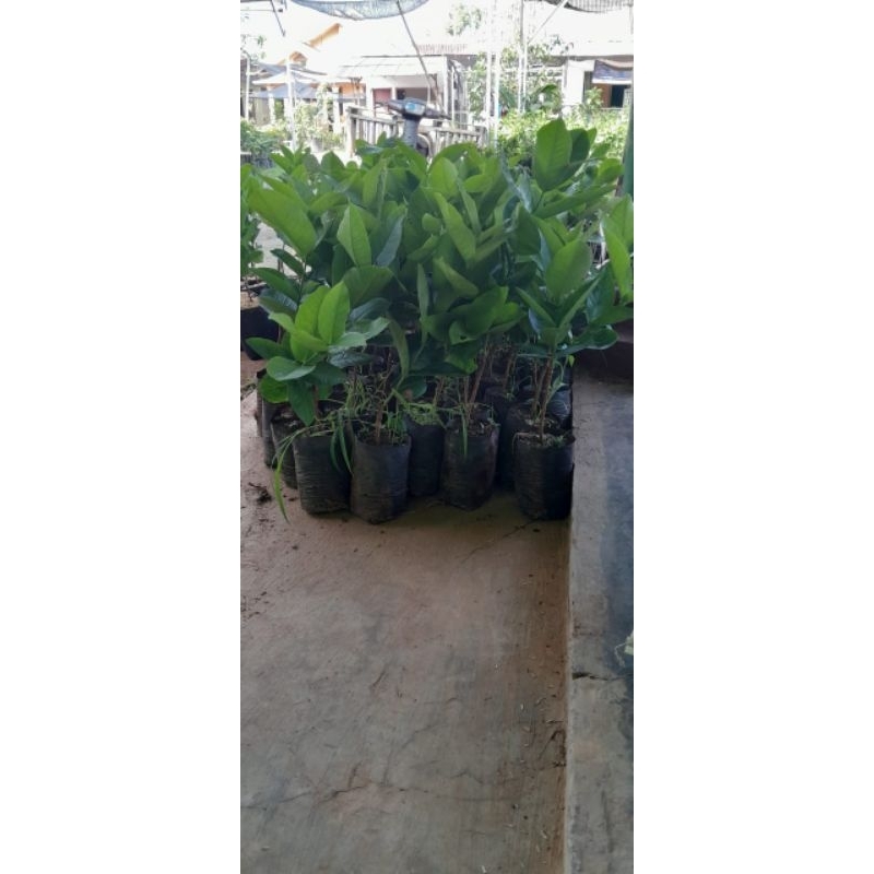 

jambu air Black kingkong