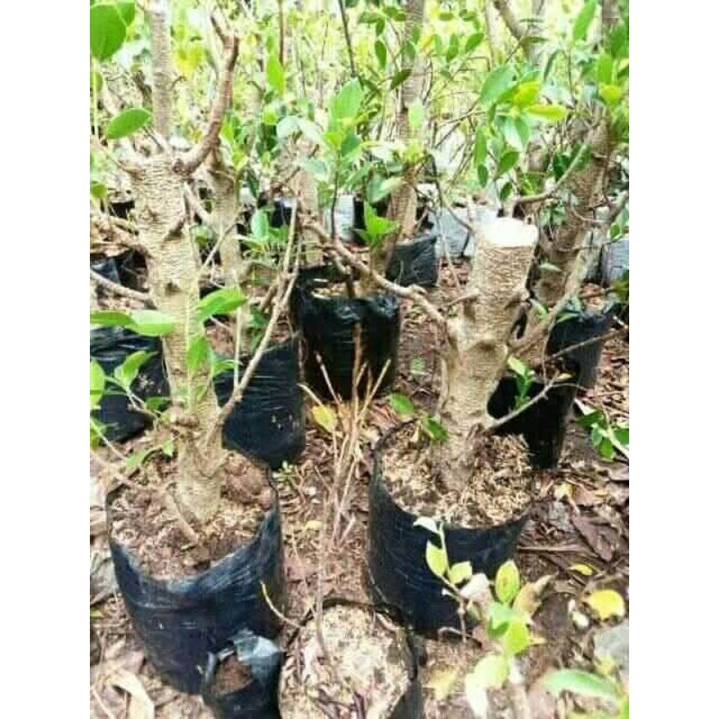 cangkok kimeng pugak