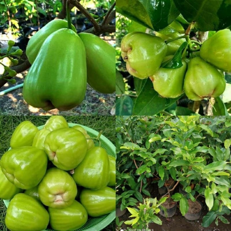 Bibit sedling JAMBU AIR CITRA HIJAU