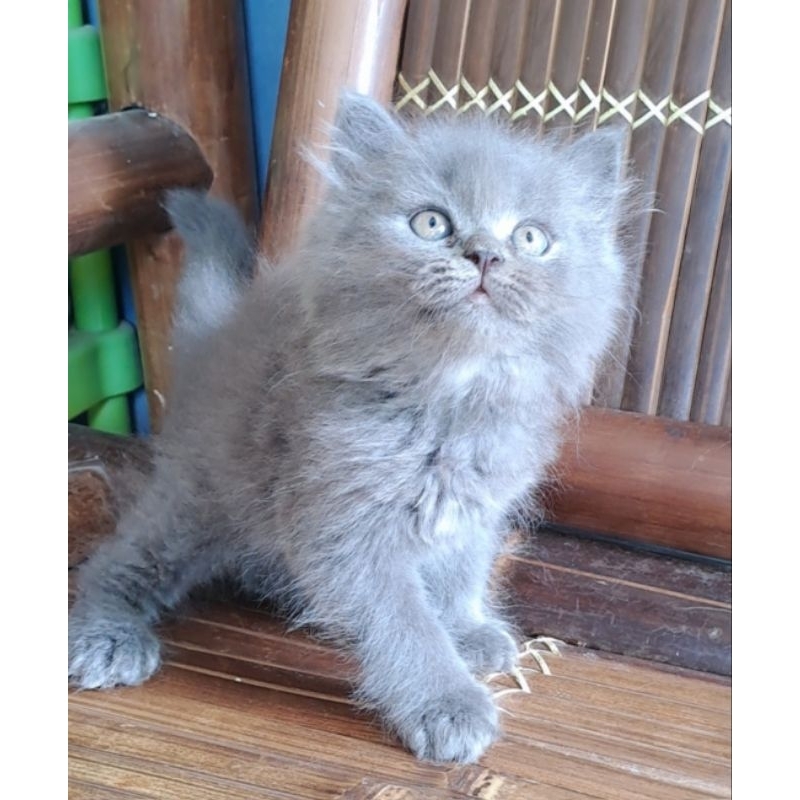 Anak kucing British short hair mix persia./kucing Persia jantan/kitten Persia flatnose jantan/kitten