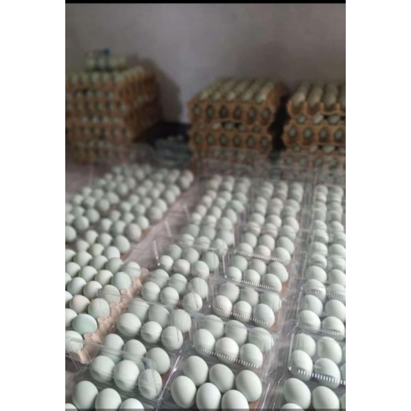 

TELUR ASIN PER /MIKA ISI 6/7