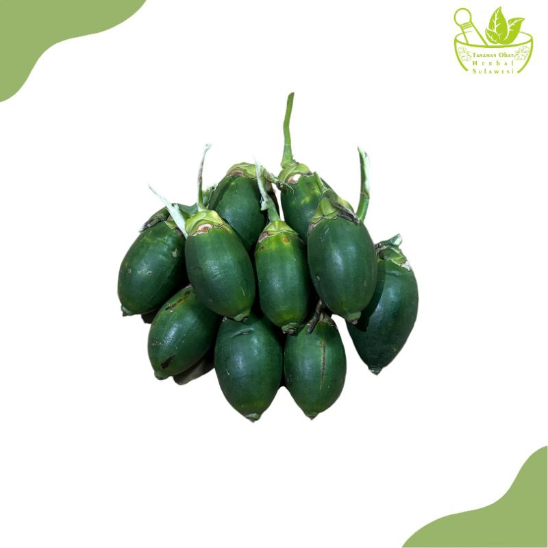 

Buah Pinang Muda Segar (10 Buah)