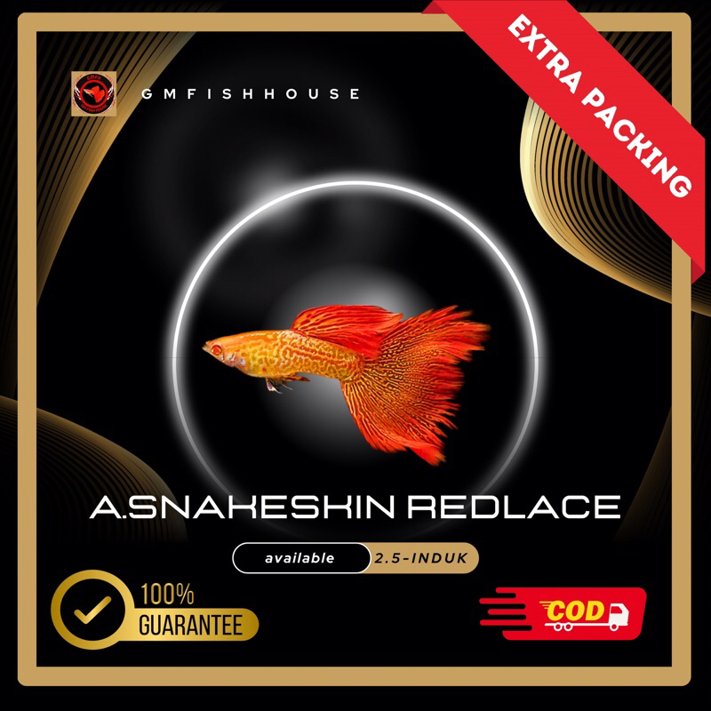 Stiker Guppy Albino snakeskin redlace rosetail