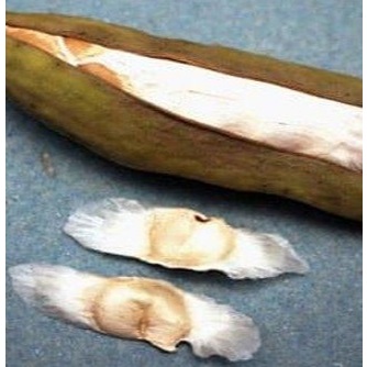 BIJI TEBEBUYA KUNING || BIBIT TABEBUYA KUNING || BIBIT TABEBUYA || BIJI BUNGA TABEBUYA