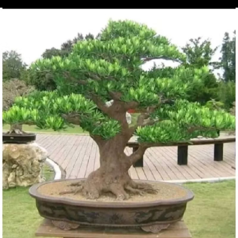 biji benih lohansung mawar/bahan bonsai isi 7 butir