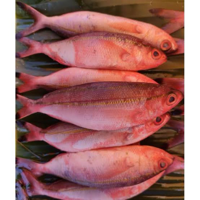 

Ikan Merah Sinrili