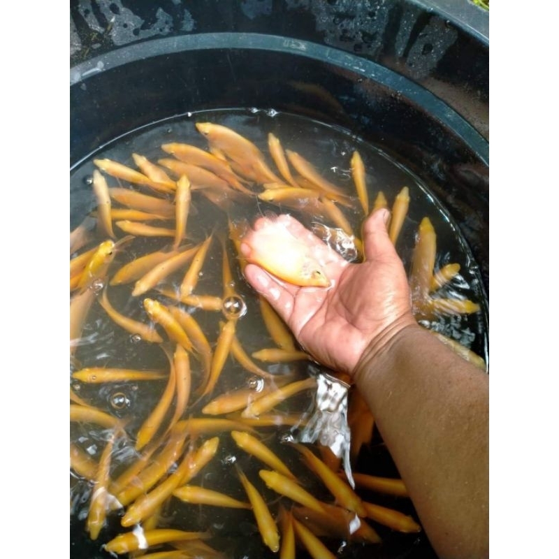 Terlaris Gurame Padang ukuran Korek