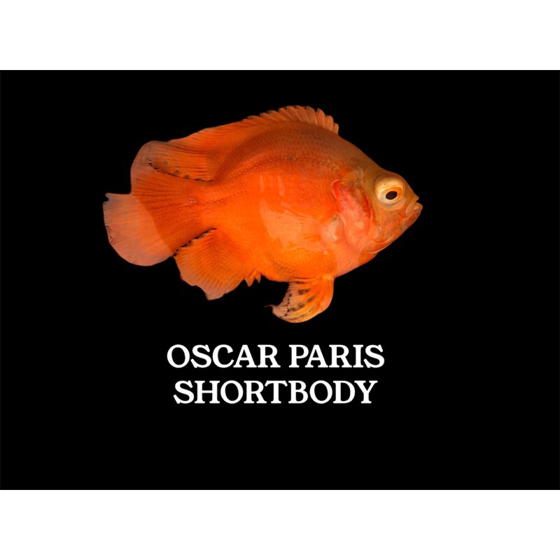 Hiasan aquarium Oscar paris short body balon unik
