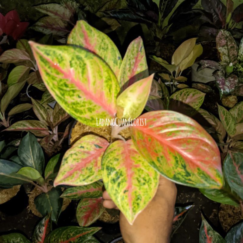 Tanaman Hias Aglaonema Red Exotic Spek Remaja Roset Menor Gacor