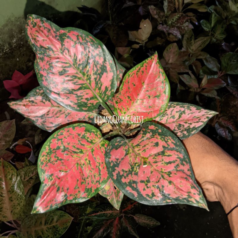 TANAMAN HIAS AGLONEMA DUT ANJAMANI SPEK REMAJA