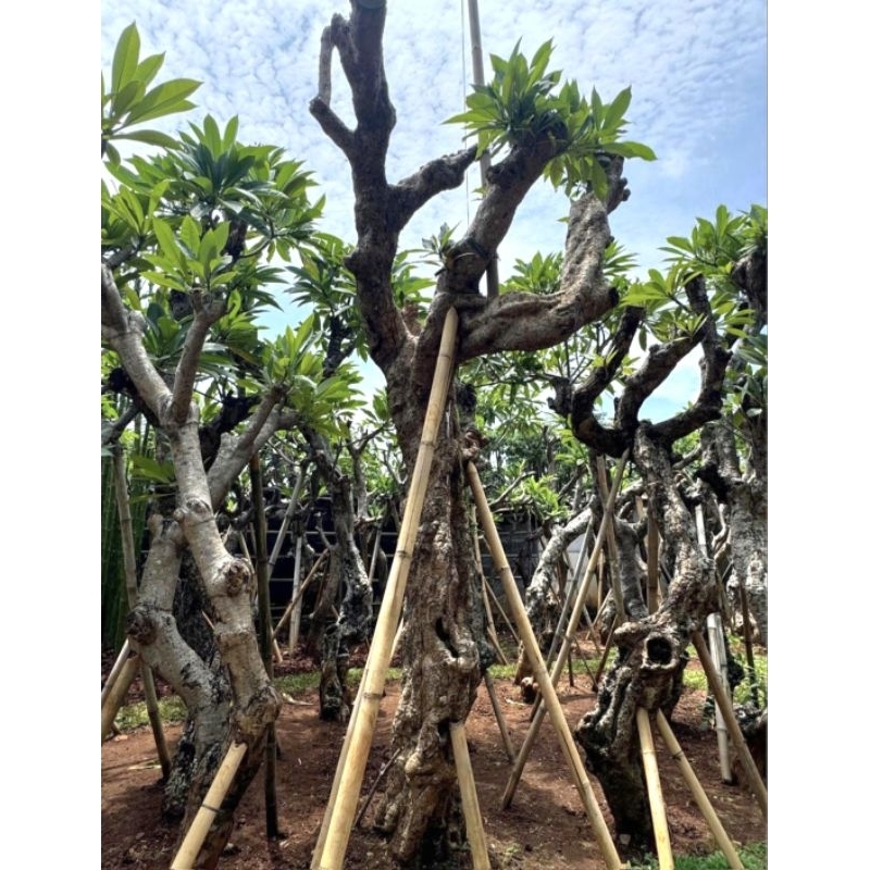 POHON KAMBOJA BALI FOSIL BESAR - KAMBOJA FOSIL BESAR