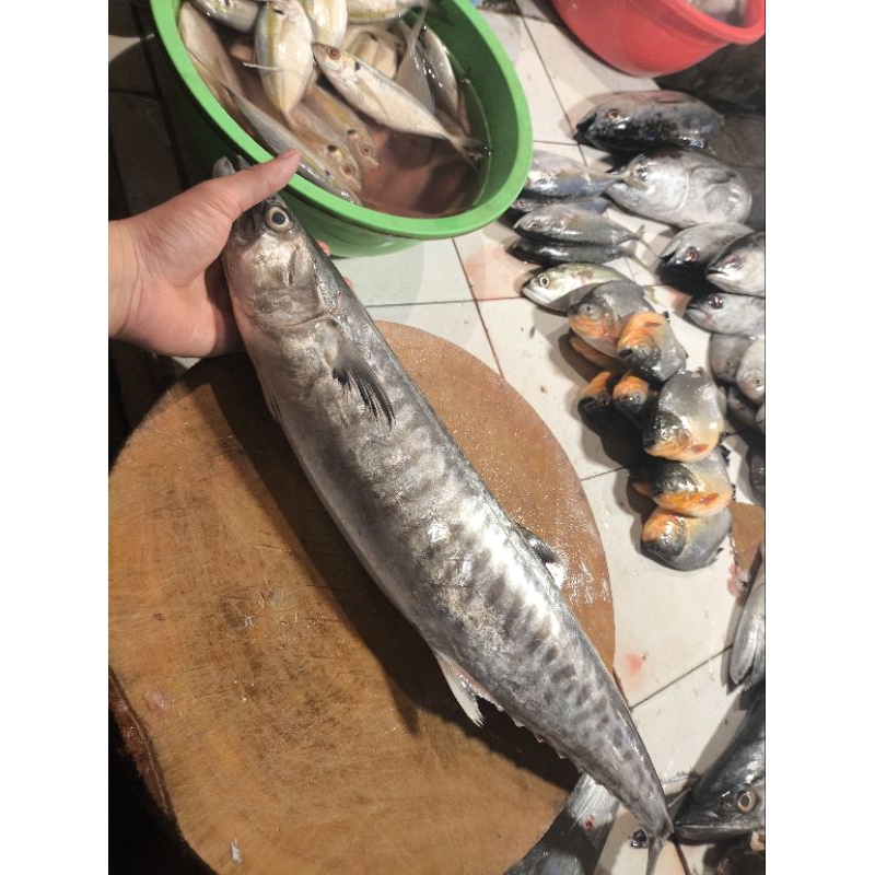 

ikan tenggiri 1 ekor berat 2kg-1800grm