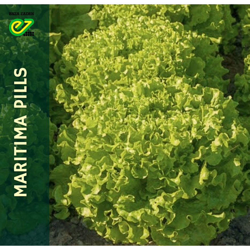 Benih Bibit Selada Hijau Batavia Maritima 500 Pills Original Pabrik Indoseed