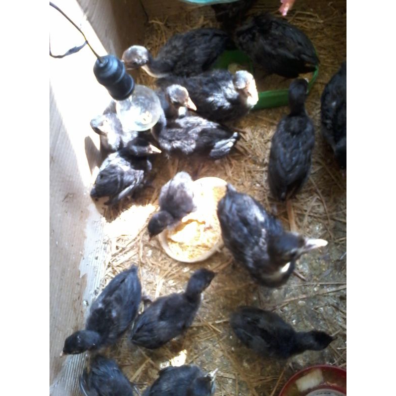 kalkun black usia 2 minggu, luar magelang minat anakan silahkan japri