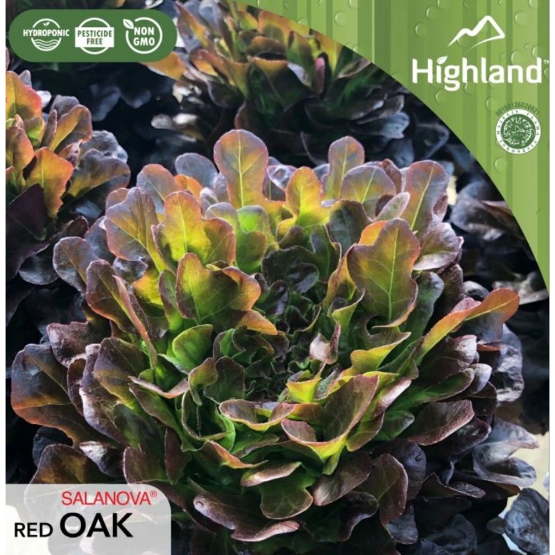 

Red Oakleaf Hidroponik pack/curah
