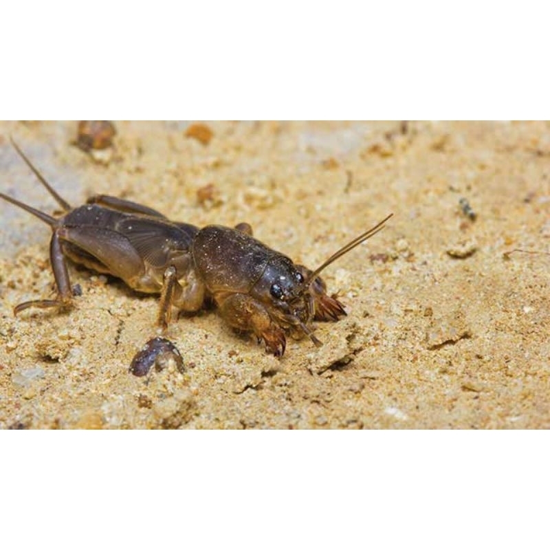 umpan pancing gaang/ orong-orong 10