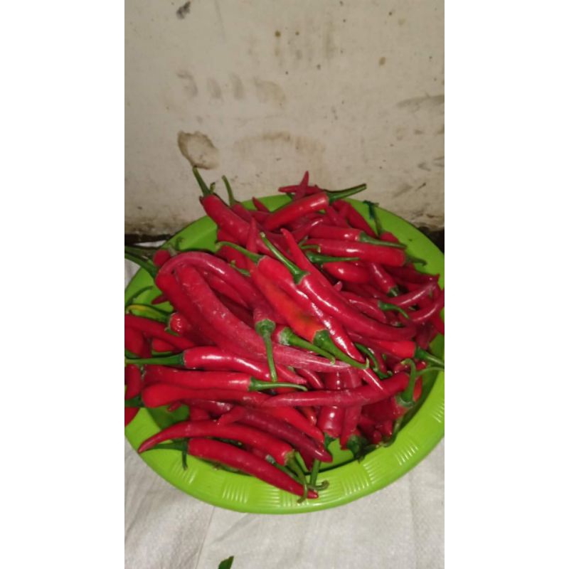 

cabai merah besar