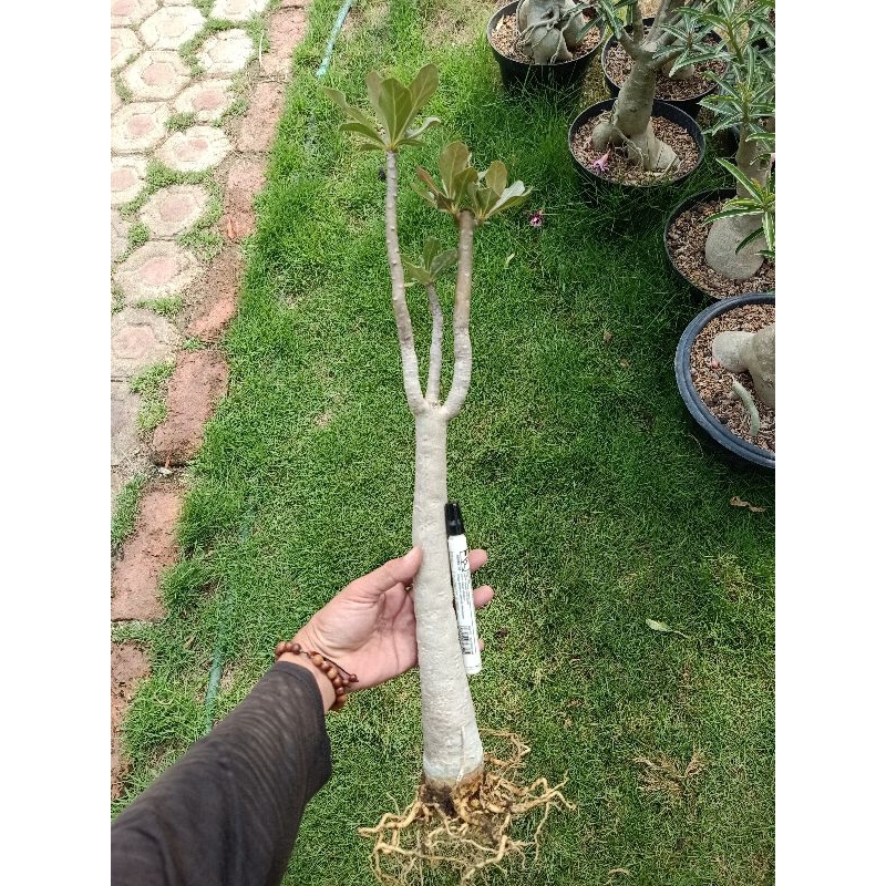 Bibit Adenium Socotranum