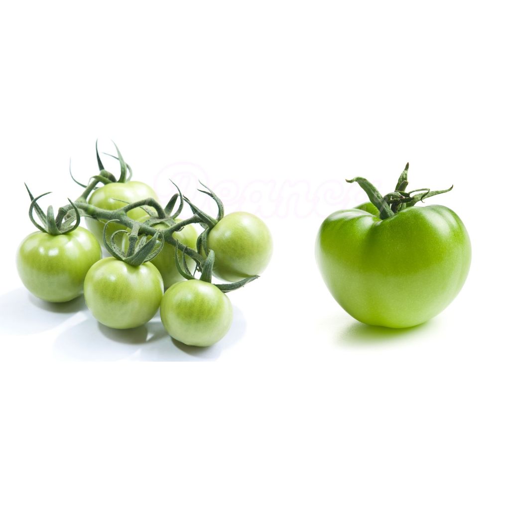 

Tomat Hijau Segar | Fresh Green Tomato