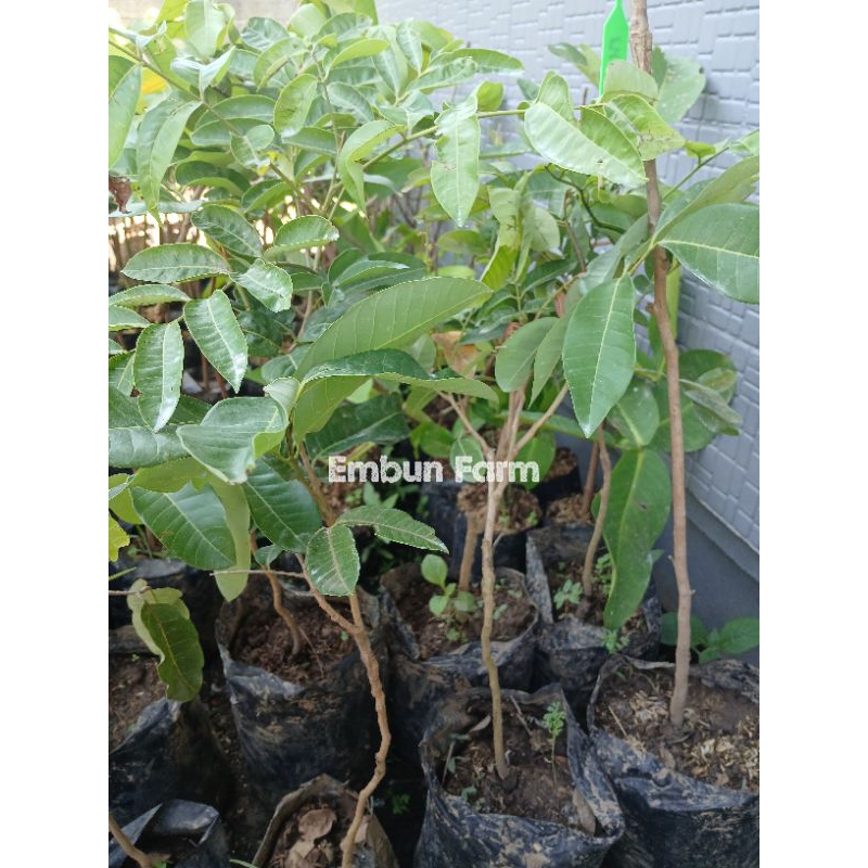 

Kelengkeng Mata Lada