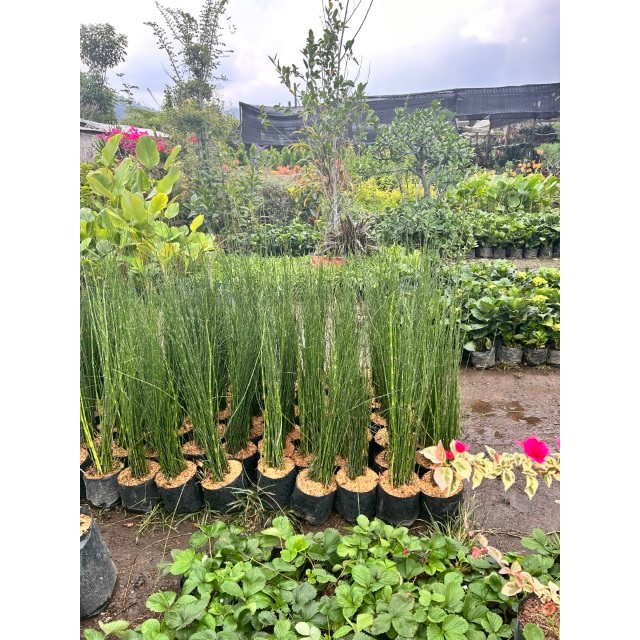 Tanaman Bambu Air | Bambu Air Hias | Bambu air Hidup 50 cm | Bambu Hias