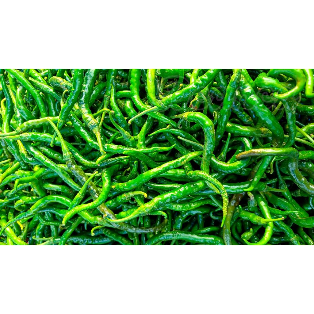 

Cabai Hijau | Cabe Hijau | Green Chili