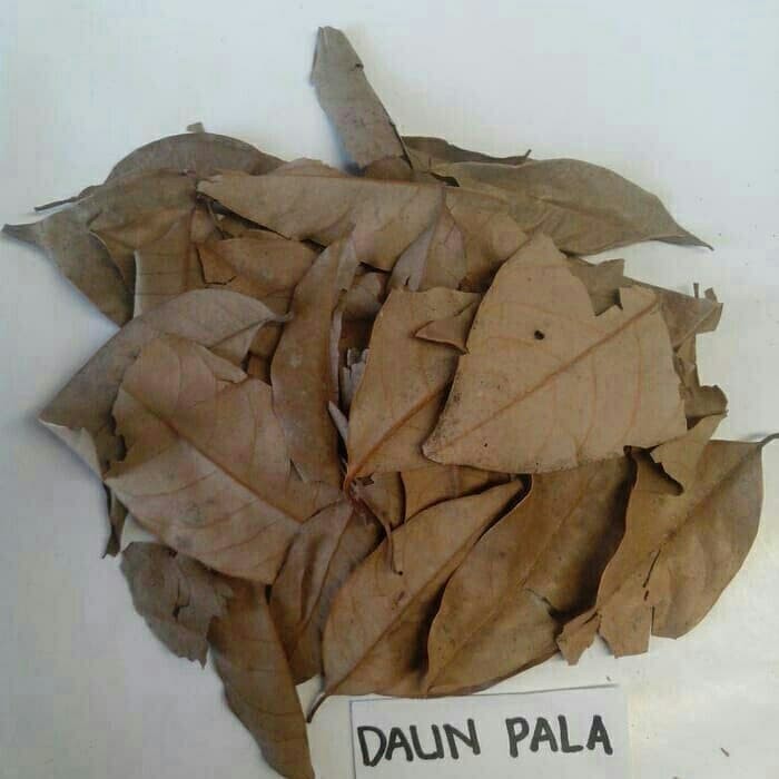 

Daun Pala Kering