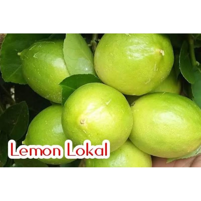 

Lemon lokal