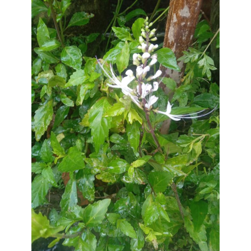 

50 lembar daun kumis kucing herbal segar di petik ketika order masuk