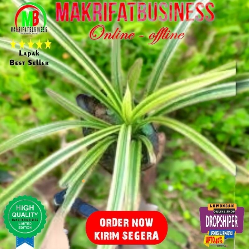 Paket 1 Pcs Remaja 15 - 20 cm  Bibit PANDAN KUNING PANDAN VARIGATA Pandan Afrika  Siap Tanaman