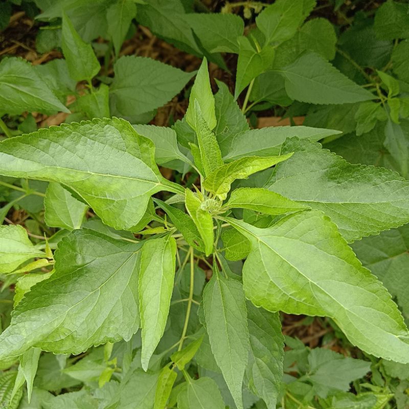 

DAUN BALAKACIDA ATAU DAUN KIRINYUH PER PACK
