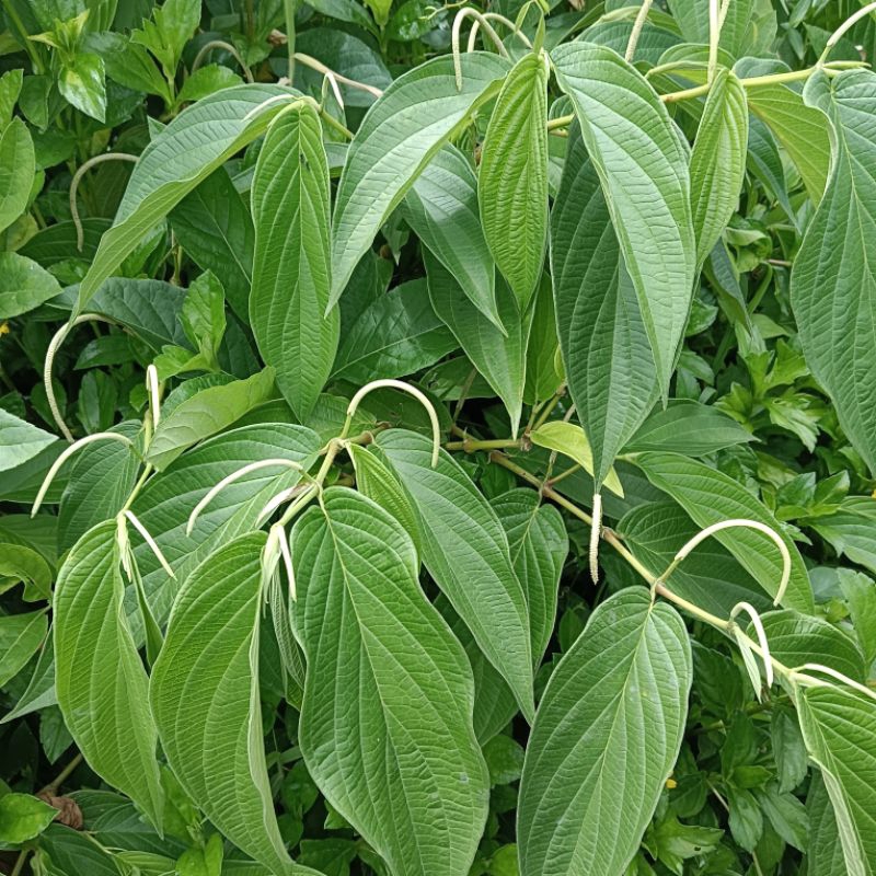 

DAUN SIRIH HUTAN SEGAR 100 GRAM