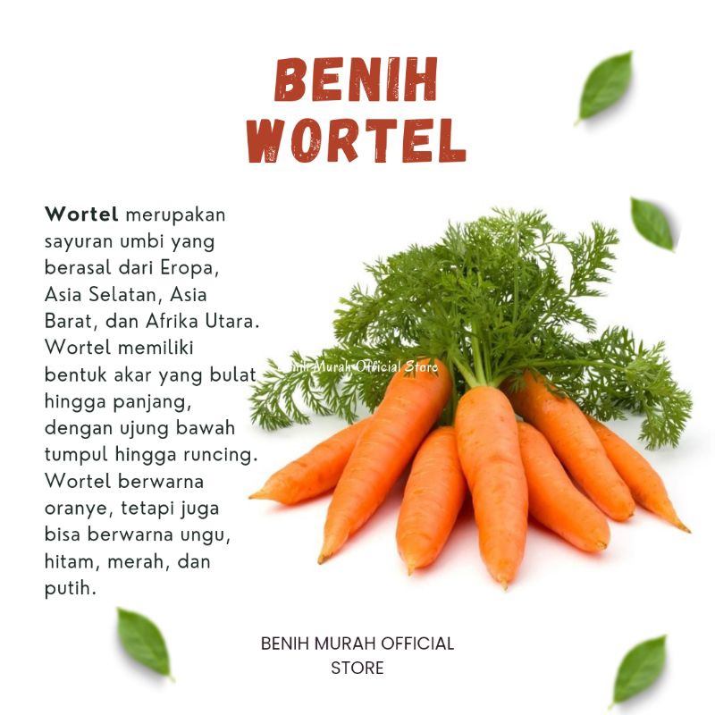

BENIH WORTEL