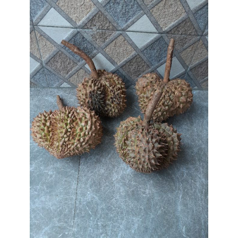 

Durian Montong Daging Tebal Rasa Manis Legit Gurih Lumer Bergaransi | Berat 1.2KG - 1.9KG