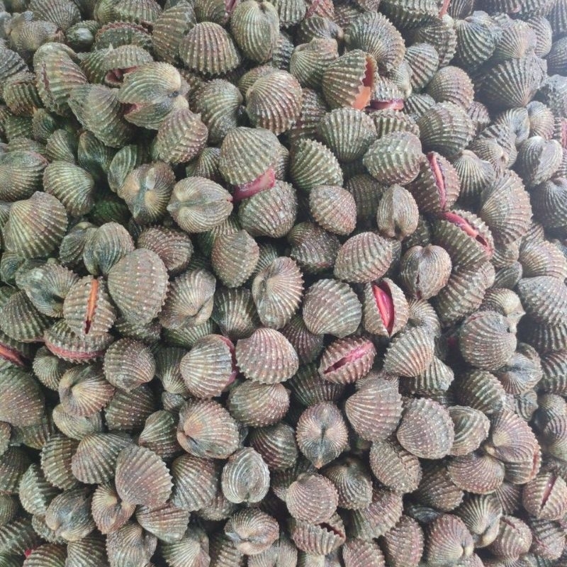 

KERANG DARA HIDUP