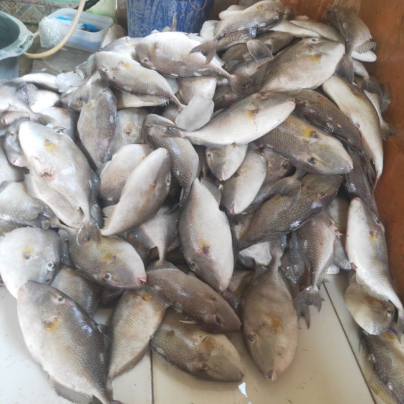

Ikan Ayam Ayam 1kg size 400gr sd 700gr