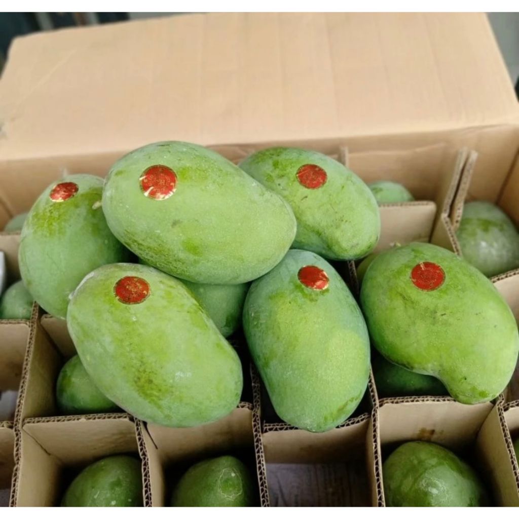 

mangga alpukat harum manis PREMIUM 10kg