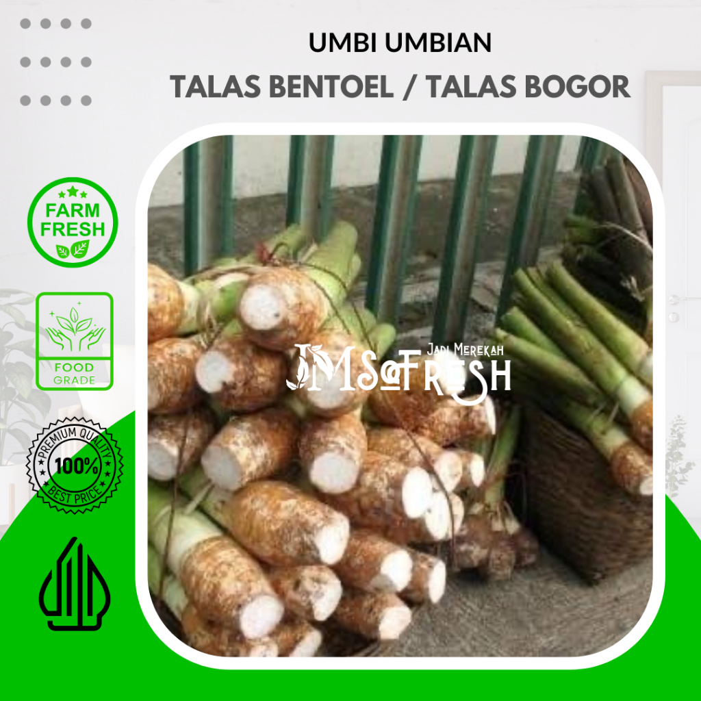 

[JMSoFres] Talas Bentoel / Talas Bogor / Talas belitung / Kimpul