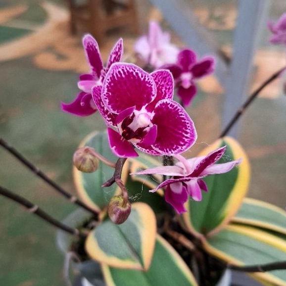 Anggrek Bulan Mini - Purple Varigata