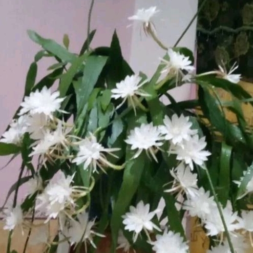 Bibit Bunga Wijaya Kusuma jenis pumalum.