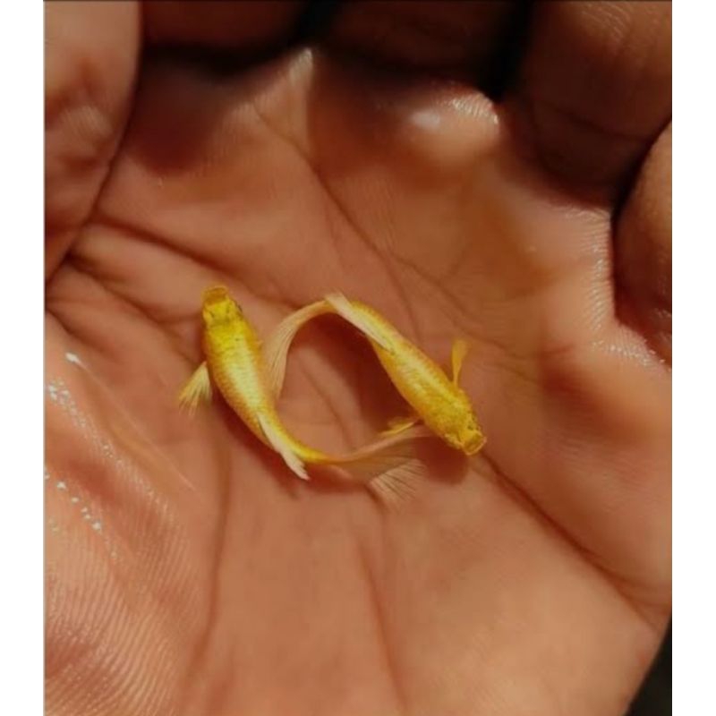 

stiker full gold line Vietnam size induk 1 pasang Rp 150.000